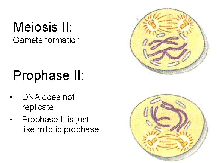 Meiosis II: Gamete formation Prophase II: • • DNA does not replicate. Prophase II
