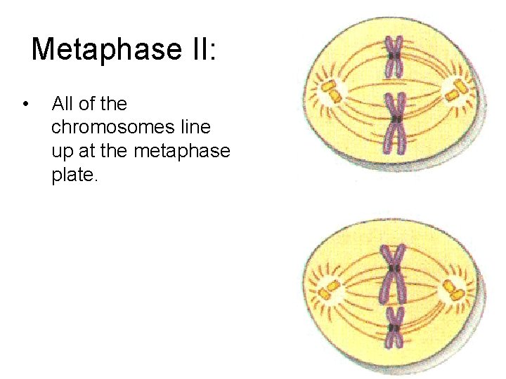 Metaphase II: • All of the chromosomes line up at the metaphase plate. 