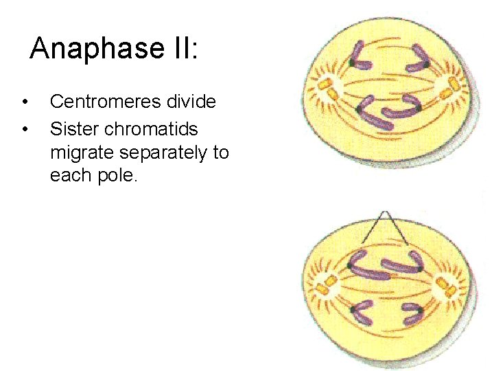 Anaphase II: • • Centromeres divide Sister chromatids migrate separately to each pole. 