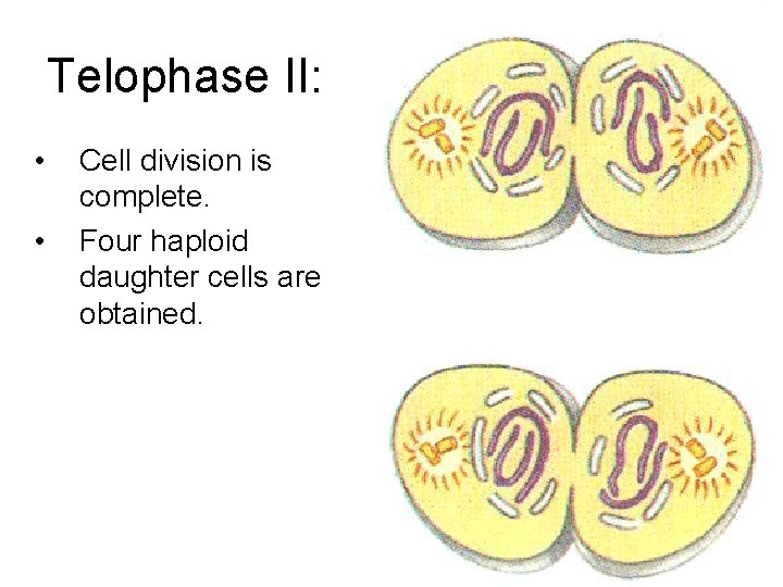 Telophase II: • • Cell division is complete. Four haploid daughter cells are obtained.