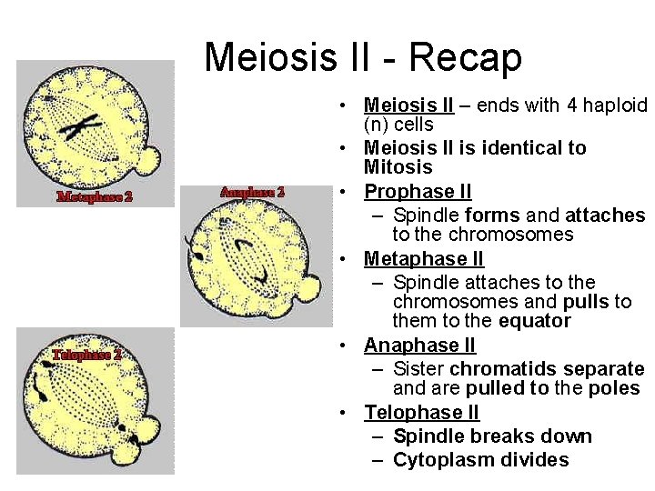 Meiosis II - Recap • Meiosis II – ends with 4 haploid (n) cells