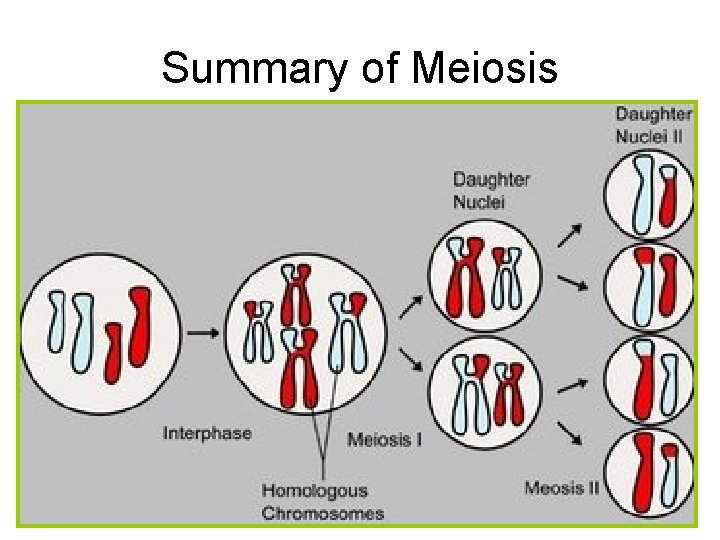 Summary of Meiosis 
