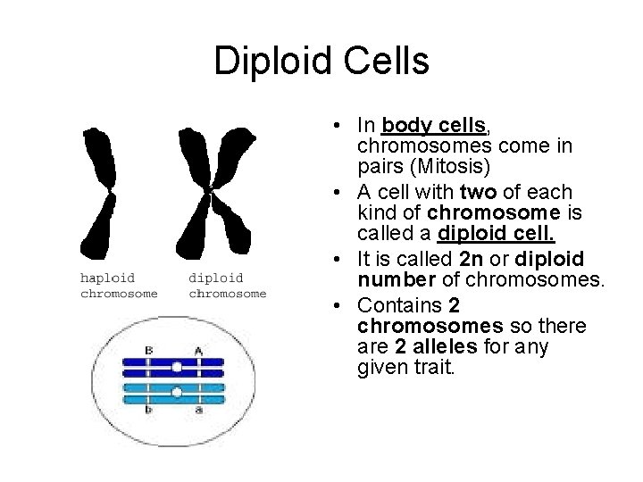 Diploid Cells • In body cells, chromosomes come in pairs (Mitosis) • A cell