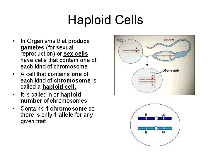 Haploid Cells • In Organisms that produce gametes (for sexual reproduction) or sex cells