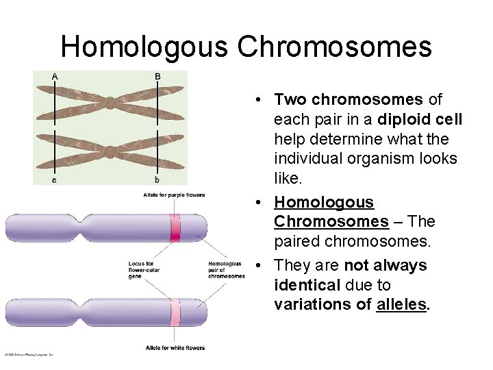 Homologous Chromosomes • Two chromosomes of each pair in a diploid cell help determine