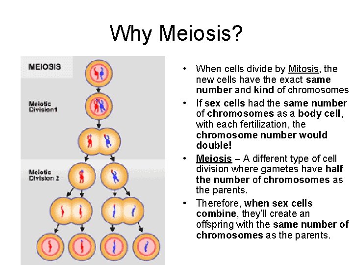 Why Meiosis? • When cells divide by Mitosis, the new cells have the exact