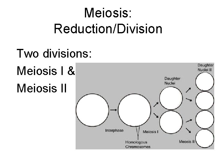 Meiosis: Reduction/Division Two divisions: Meiosis I & Meiosis II 