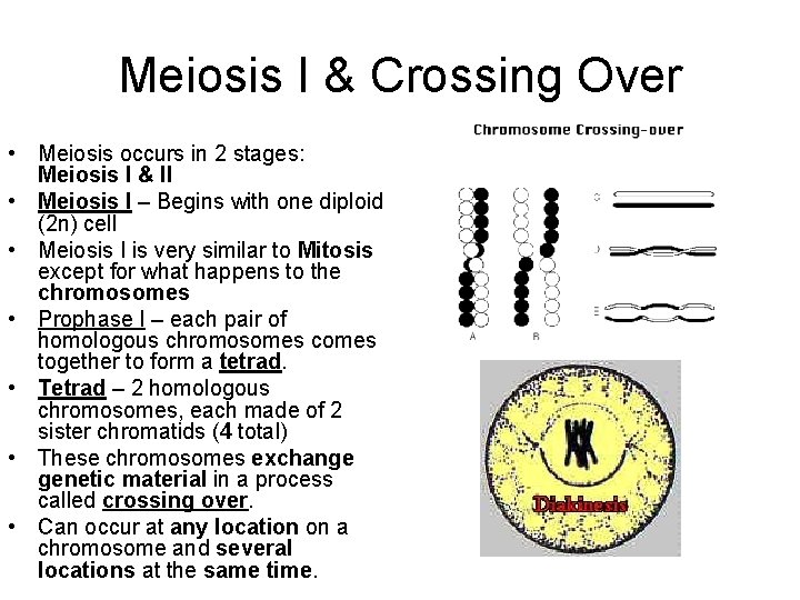 Meiosis I & Crossing Over • Meiosis occurs in 2 stages: Meiosis I &