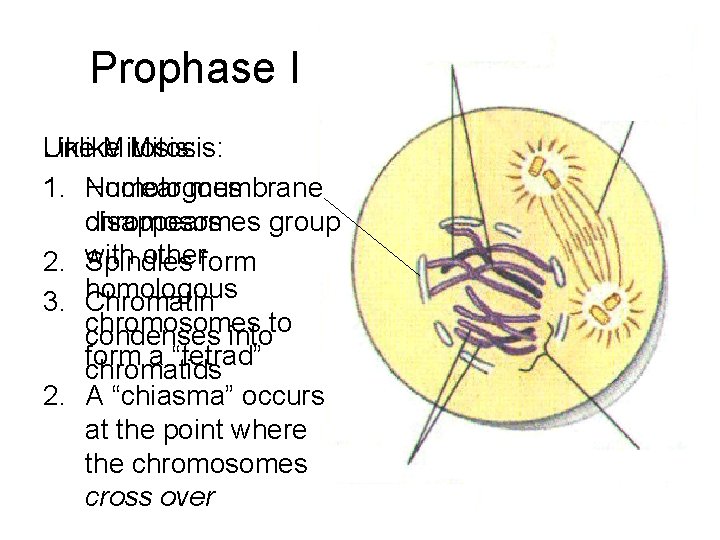 Prophase I Unlike Like Mitosis: 1. Homologous Nuclear membrane disappears chromosomes group otherform 2.