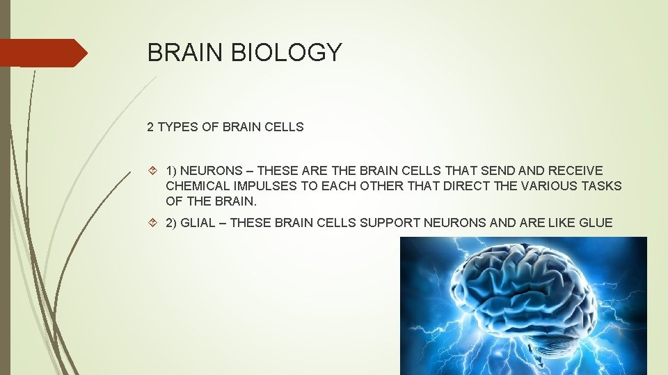 BRAIN BIOLOGY 2 TYPES OF BRAIN CELLS 1) NEURONS – THESE ARE THE BRAIN