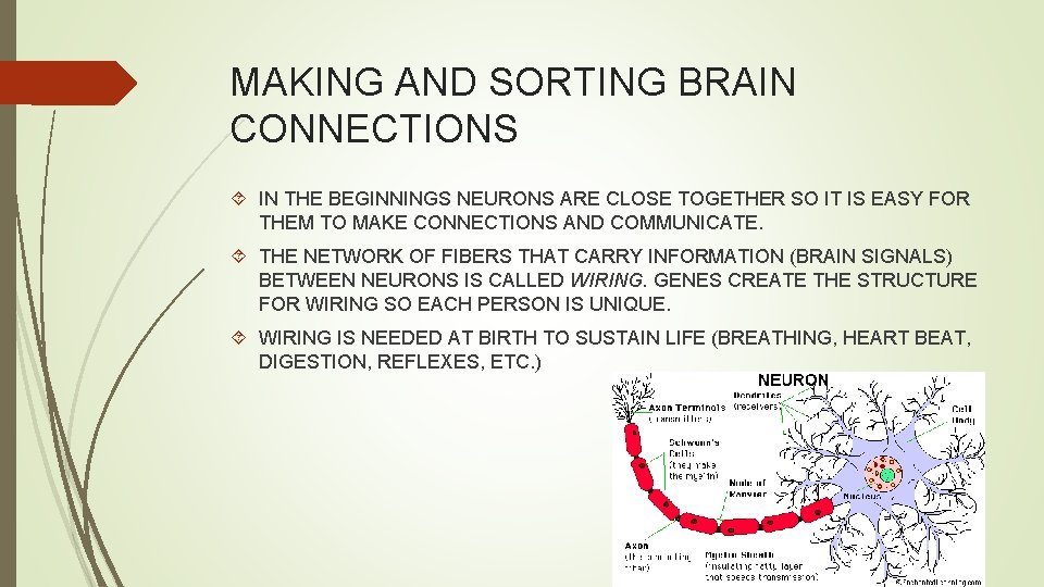 MAKING AND SORTING BRAIN CONNECTIONS IN THE BEGINNINGS NEURONS ARE CLOSE TOGETHER SO IT