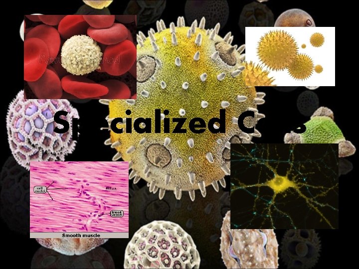 Specialized Cells 