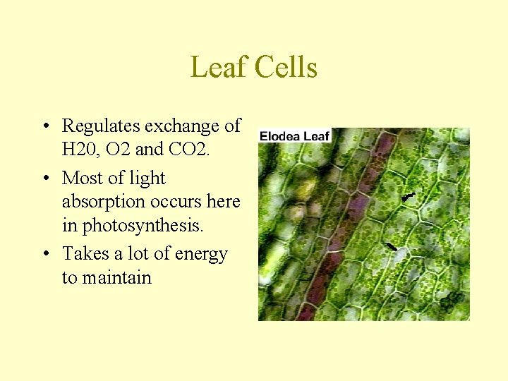 Leaf Cells • Regulates exchange of H 20, O 2 and CO 2. •