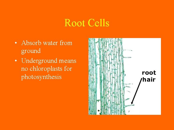 Root Cells • Absorb water from ground • Underground means no chloroplasts for photosynthesis