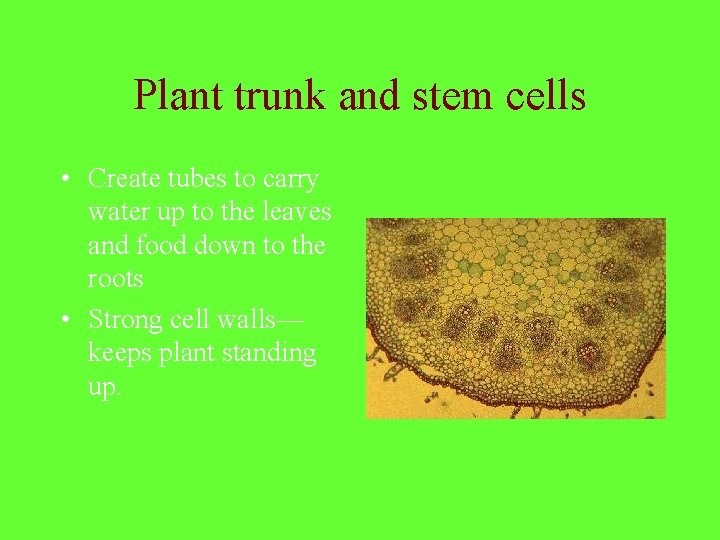 Plant trunk and stem cells • Create tubes to carry water up to the