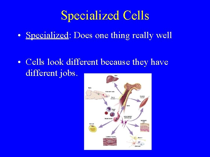 Specialized Cells • Specialized: Does one thing really well • Cells look different because