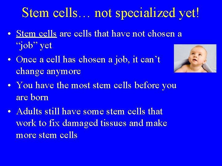 Stem cells… not specialized yet! • Stem cells are cells that have not chosen