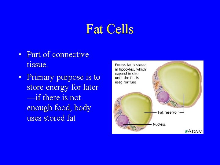 Fat Cells • Part of connective tissue. • Primary purpose is to store energy