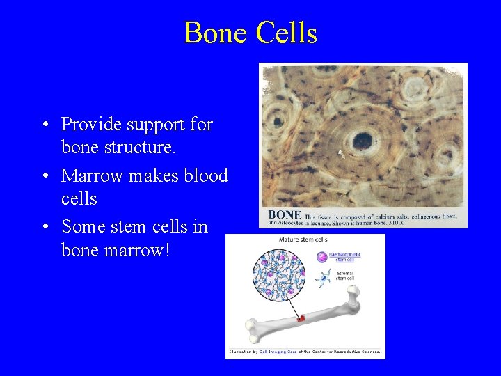Bone Cells • Provide support for bone structure. • Marrow makes blood cells •