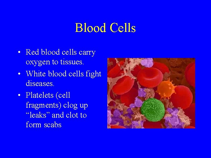 Blood Cells • Red blood cells carry oxygen to tissues. • White blood cells