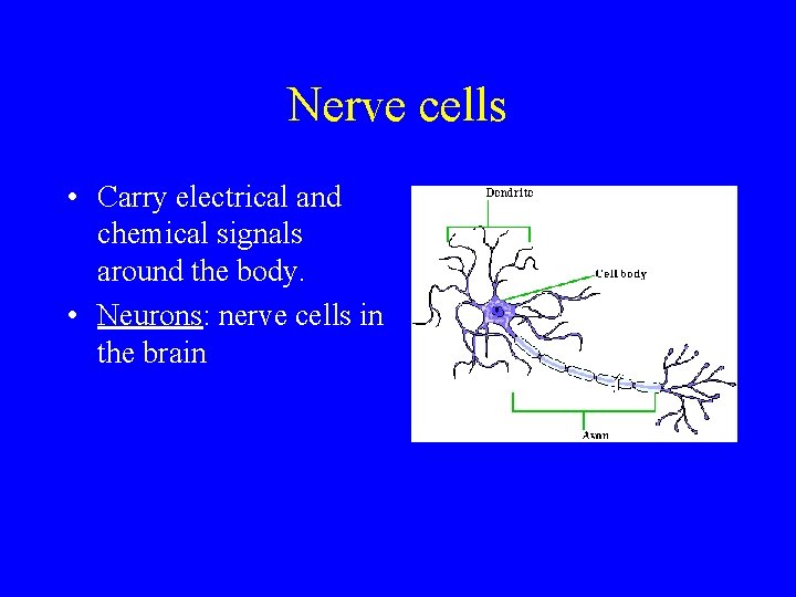 Nerve cells • Carry electrical and chemical signals around the body. • Neurons: nerve