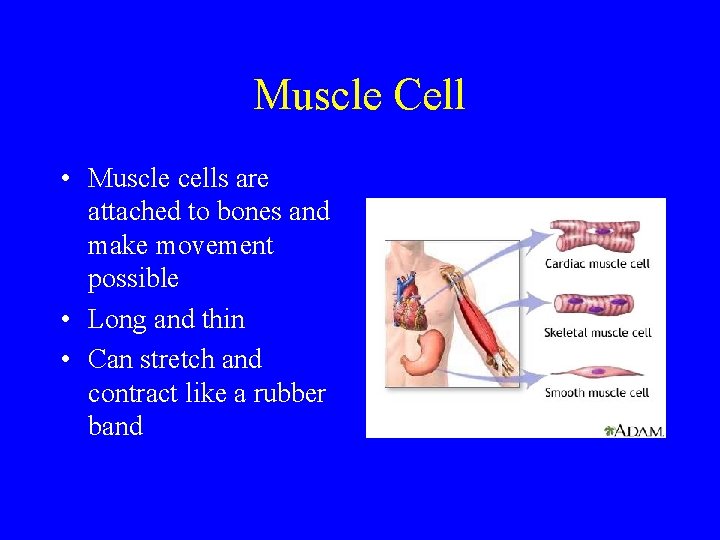 Muscle Cell • Muscle cells are attached to bones and make movement possible •