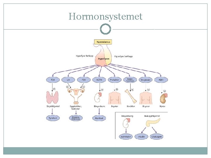 Hormonsystemet 