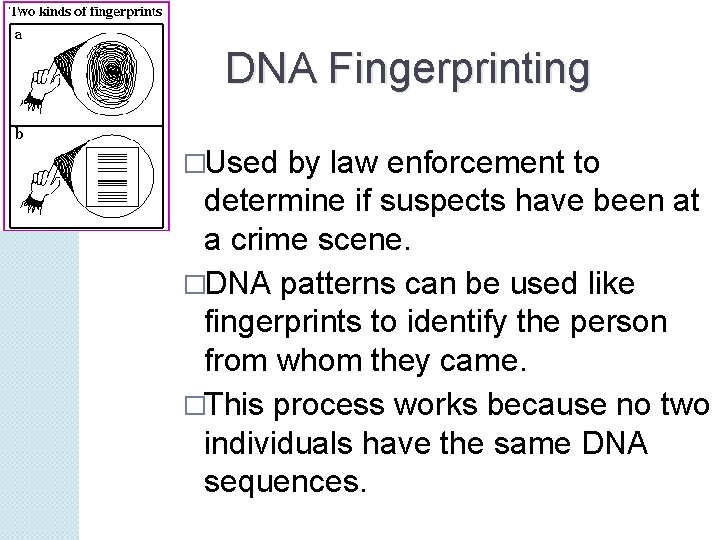 DNA Fingerprinting �Used by law enforcement to determine if suspects have been at a