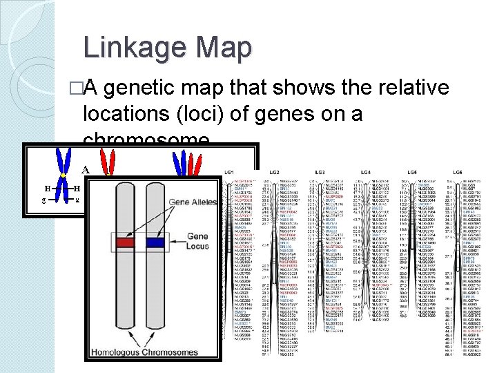 Linkage Map �A genetic map that shows the relative locations (loci) of genes on