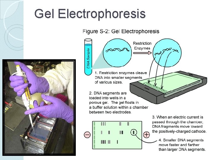 Gel Electrophoresis 