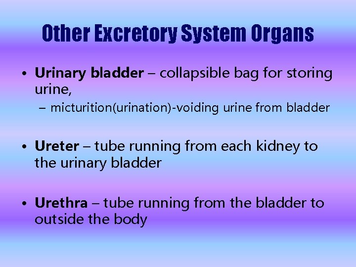Other Excretory System Organs • Urinary bladder – collapsible bag for storing urine, –