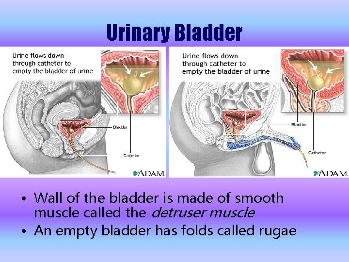 Urinary Bladder • Wall of the bladder is made of smooth muscle called the