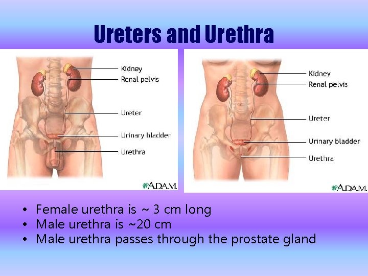 Ureters and Urethra • Female urethra is ~ 3 cm long • Male urethra