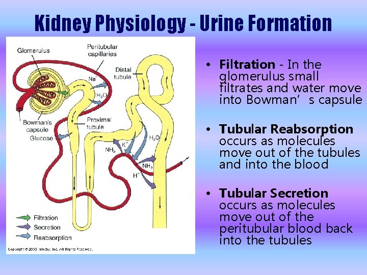 Kidney Physiology - Urine Formation • Filtration - In the glomerulus small filtrates and