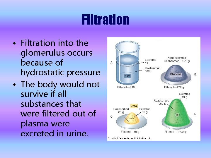 Filtration • Filtration into the glomerulus occurs because of hydrostatic pressure • The body