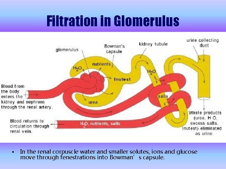 Filtration in Glomerulus • In the renal corpuscle water and smaller solutes, ions and