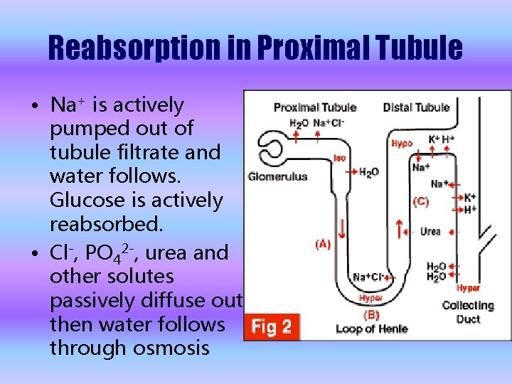 Reabsorption in Proximal Tubule • Na+ is actively pumped out of tubule filtrate and