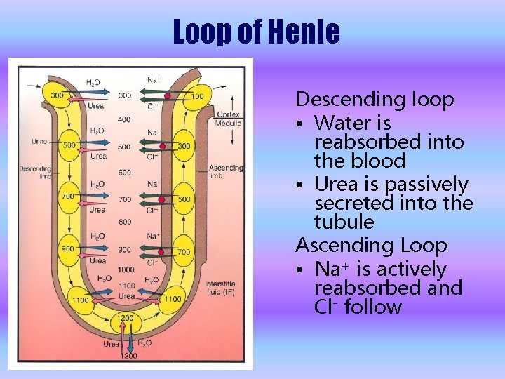 Loop of Henle Descending loop • Water is reabsorbed into the blood • Urea