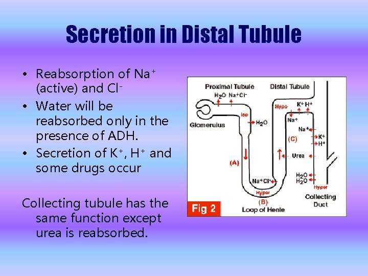 Secretion in Distal Tubule • Reabsorption of Na+ (active) and Cl • Water will