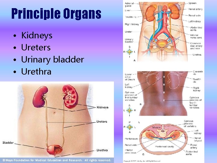 Principle Organs • • Kidneys Ureters Urinary bladder Urethra 