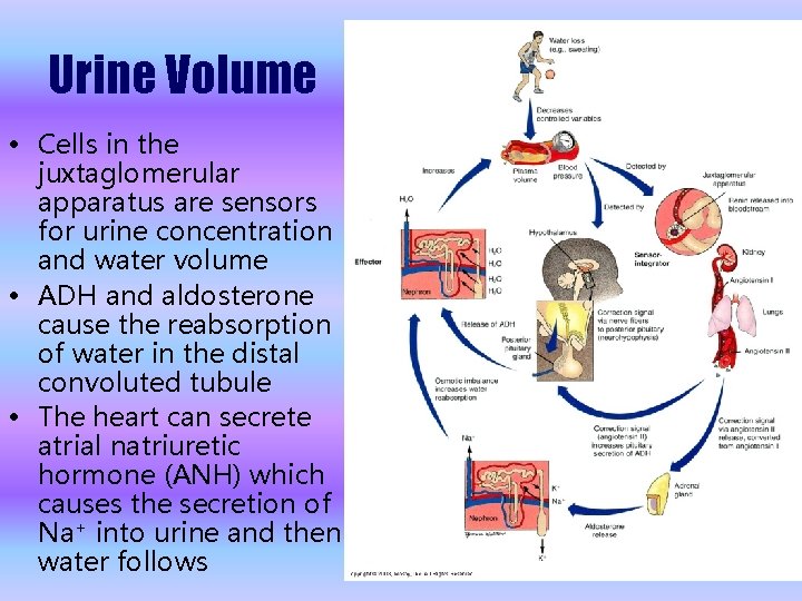 Urine Volume • Cells in the juxtaglomerular apparatus are sensors for urine concentration and