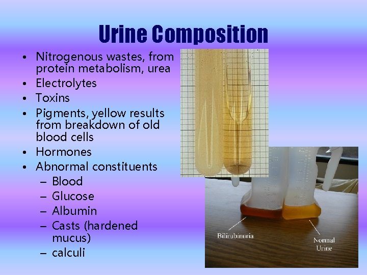 Urine Composition • Nitrogenous wastes, from protein metabolism, urea • Electrolytes • Toxins •