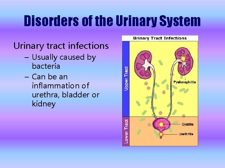 Disorders of the Urinary System Urinary tract infections – Usually caused by bacteria –