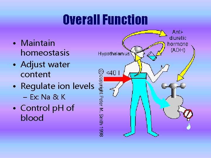 Overall Function • Maintain homeostasis • Adjust water content • Regulate ion levels –