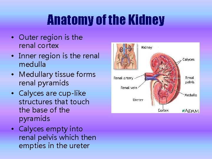 Anatomy of the Kidney • Outer region is the renal cortex • Inner region