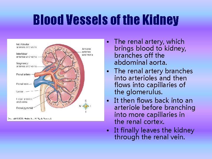 Blood Vessels of the Kidney • The renal artery, which brings blood to kidney,