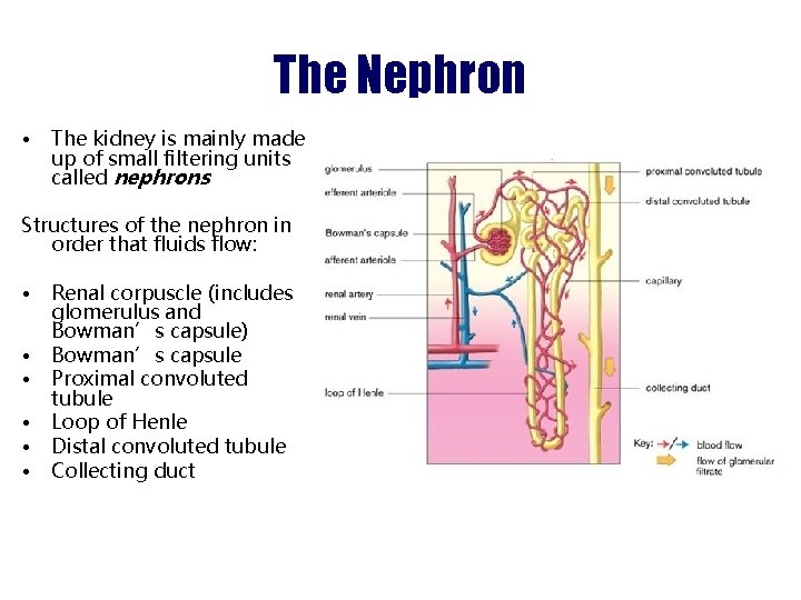 The Nephron • The kidney is mainly made up of small filtering units called