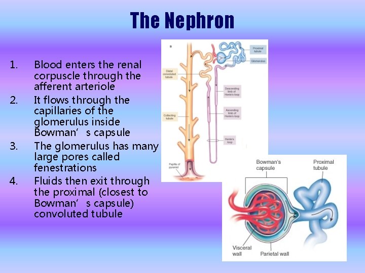 The Nephron 1. 2. 3. 4. Blood enters the renal corpuscle through the afferent