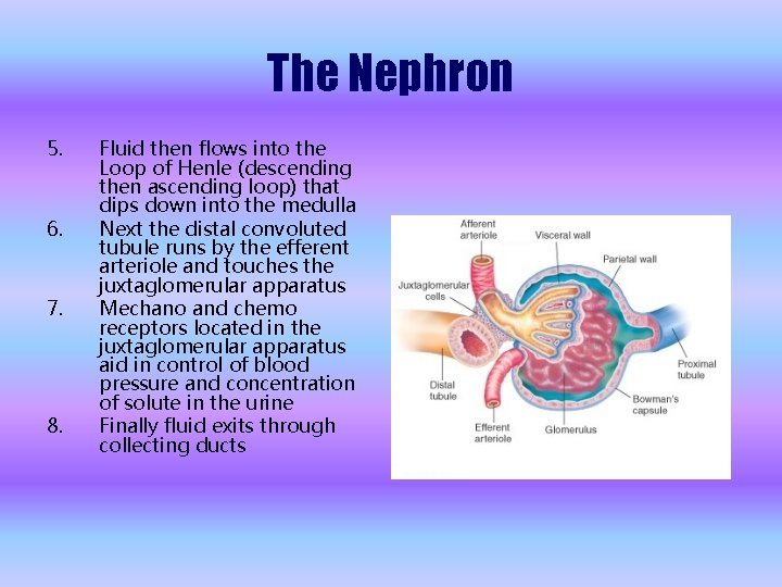 The Nephron 5. 6. 7. 8. Fluid then flows into the Loop of Henle