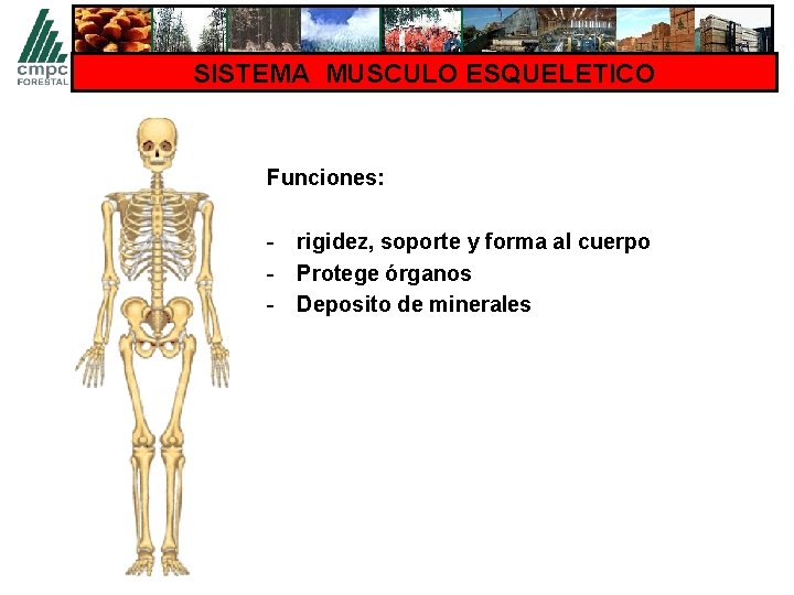 SISTEMA MUSCULO ESQUELETICO Funciones: - rigidez, soporte y forma al cuerpo - Protege órganos